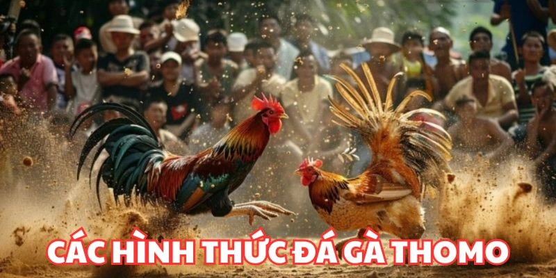 Các hình thức thi đấu hấp dẫn tại đá gà Thomo