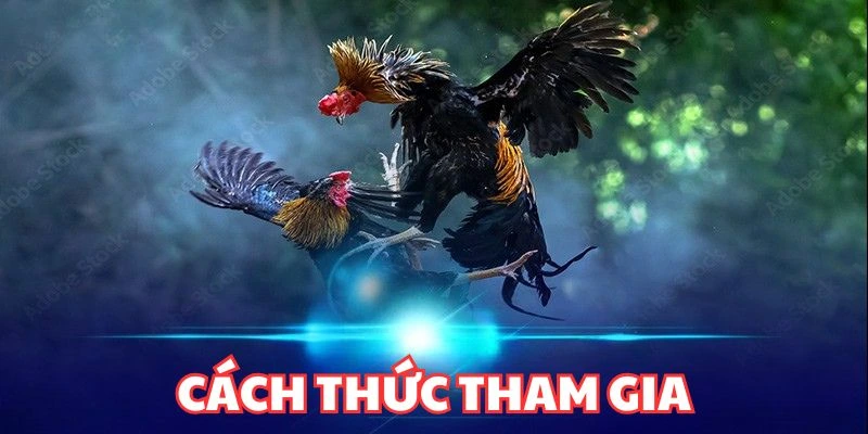 Cách thức tham giá đá gà Thomo tại QQ88