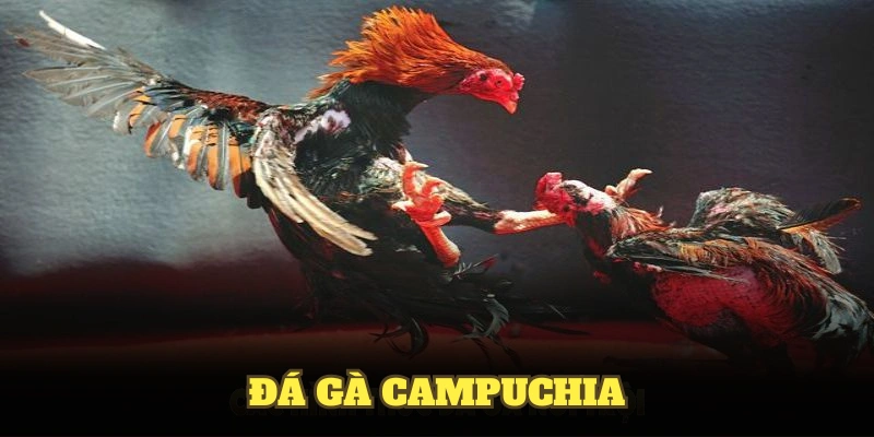 Đá gà Campuchia