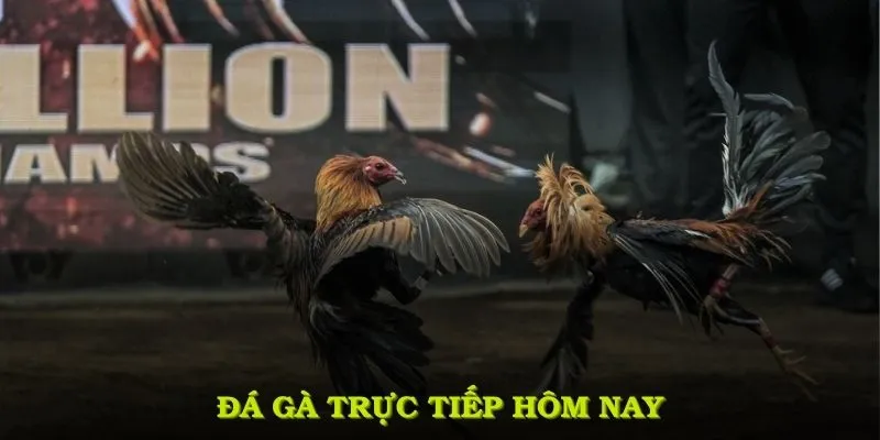 Đá gà trực tiếp hôm nay