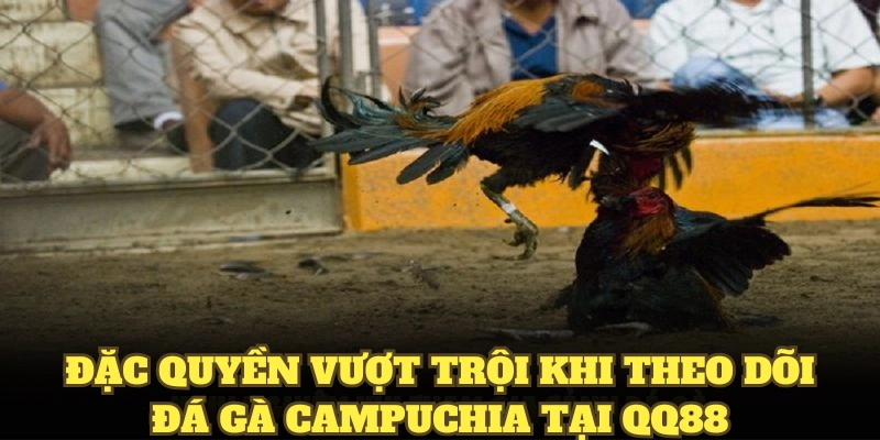 Đặc quyền vượt trội khi theo dõi đá gà Campuchia tại QQ88