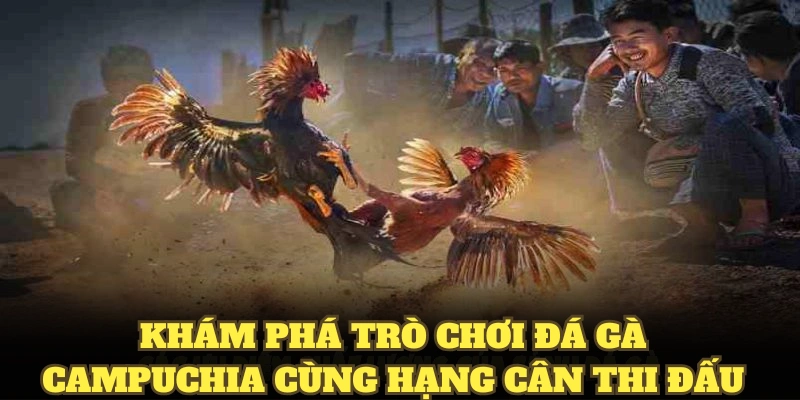 Khám phá trò chơi đá gà Campuchia cùng hạng cân thi đấu